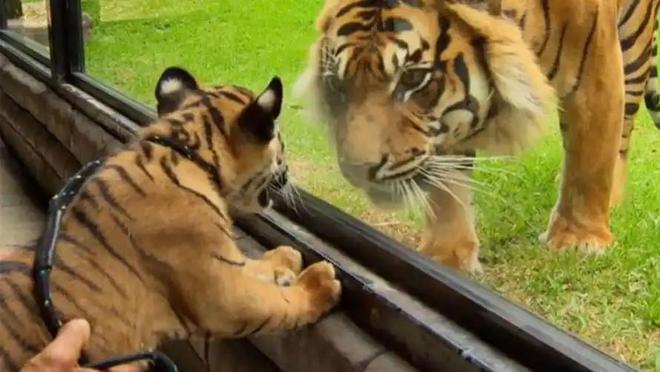 广东有人菜市场看到1只负责人： 都是误会澳门新葡京app运输可判5到10年15年(图5)