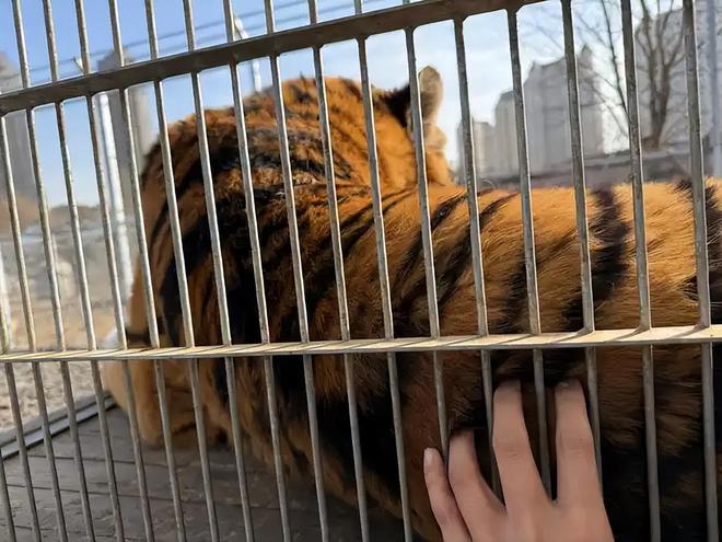 广东有人菜市场看到1只负责人： 都是误会澳门新葡京app运输可判5到10年15年(图2)