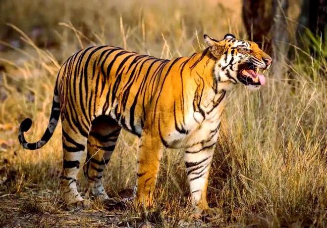 广东有人菜市场看到1只负责人： 都是误会