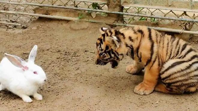 广东有人菜市场看到1只负责人： 都是误会澳门新葡京app运输可判5到10年15年(图9)