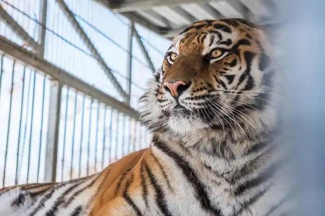 广东有人菜市场看到1只负责人： 都是误会澳门新葡京app运输可判5到10年15年(图14)