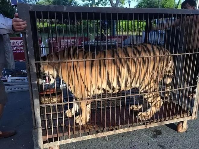 广东有人菜市场看到1只负责人： 都是误会澳门新葡京app运输可判5到10年15年(图16)