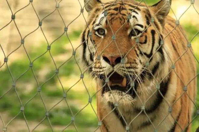 广东有人菜市场看到1只负责人： 都是误会澳门新葡京app运输可判5到10年15年(图20)