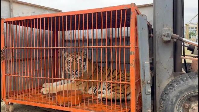 广东有人菜市场看到1只负责人： 都是误会澳门新葡京app运输可判5到10年15年(图21)