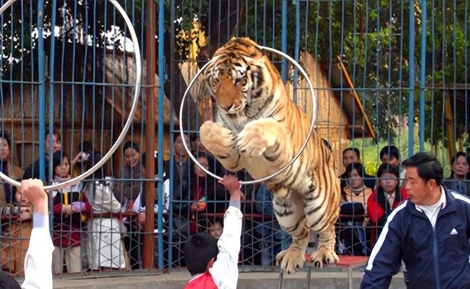 广东有人菜市场看到1只负责人： 都是误会澳门新葡京app运输可判5到10年15年(图19)