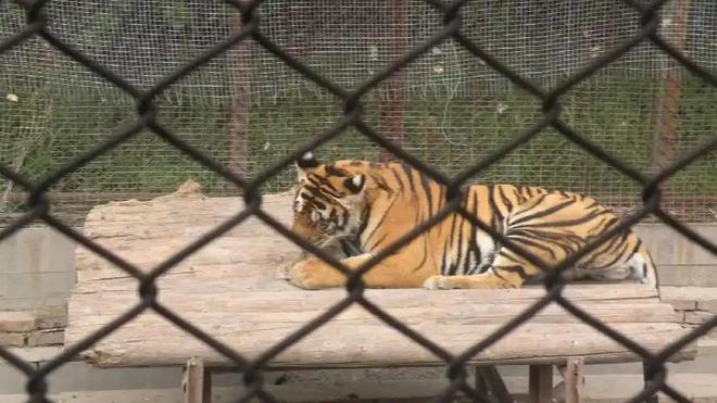 广东有人菜市场看到1只负责人： 都是误会澳门新葡京app运输可判5到10年15年(图22)
